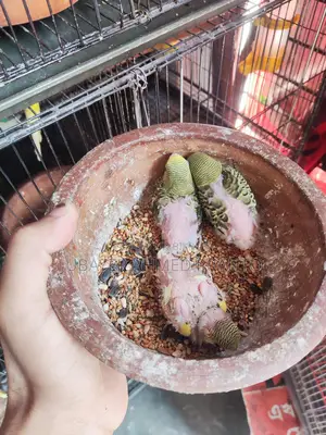 Budgerigar Bird