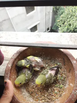 Budgerigar Bird