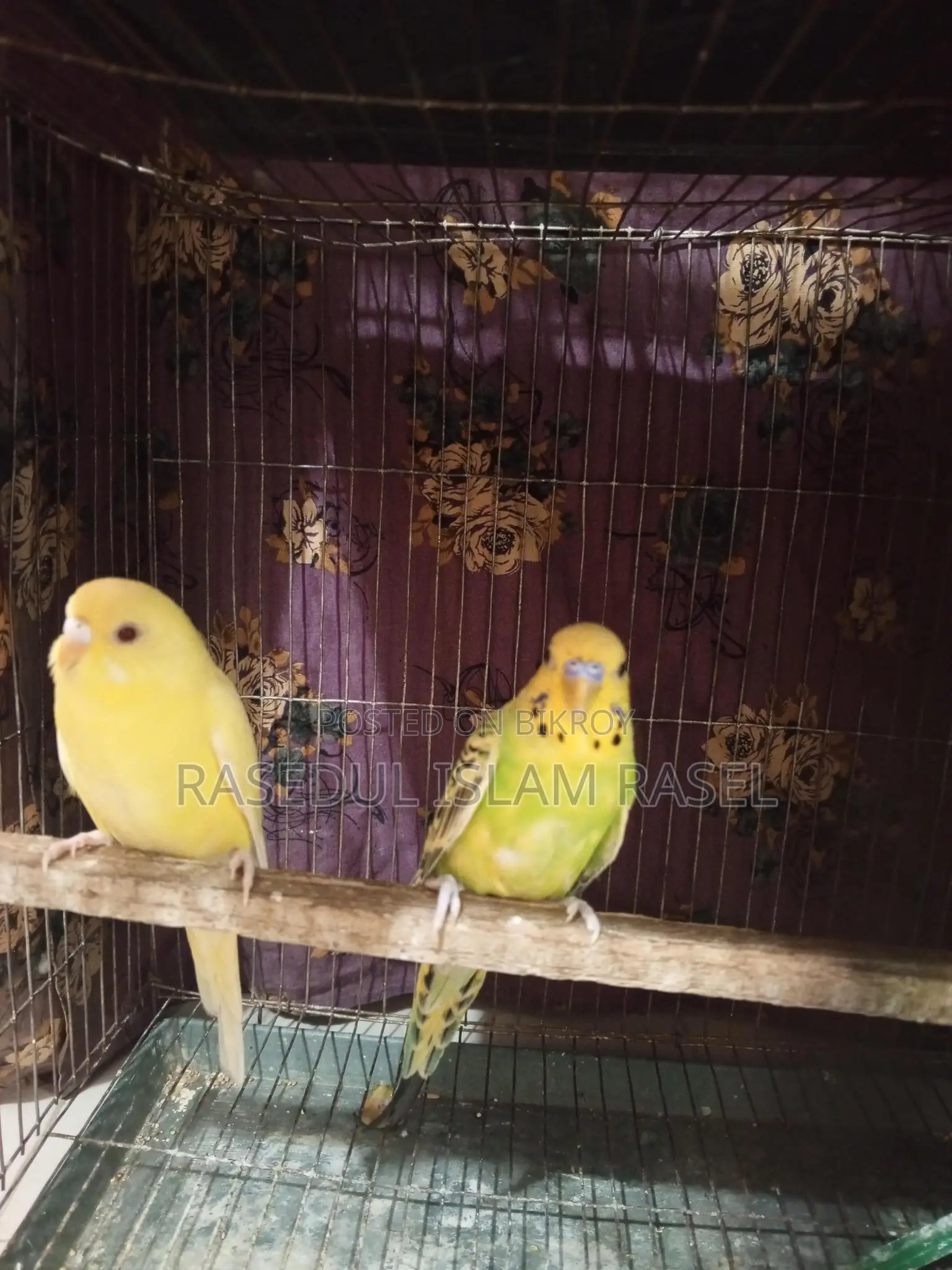 Budgerigar, Lutino, Budgie