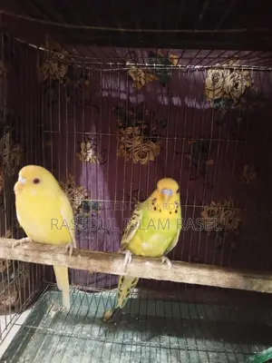 Budgerigar, Lutino, Budgie