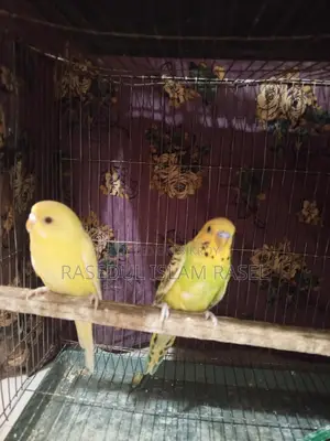 Budgerigar, Lutino, Budgie