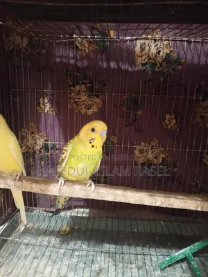 Budgerigar, Lutino, Budgie