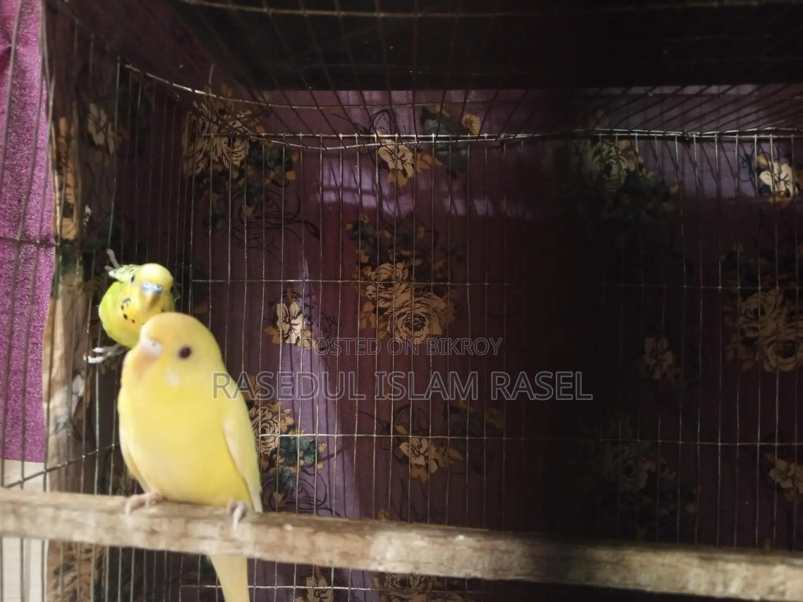 Budgerigar, Lutino, Budgie