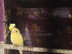 Budgerigar, Lutino, Budgie