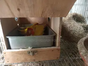 ১ জোড়া লাভবার্ডস ৬ টা ডিম সহ