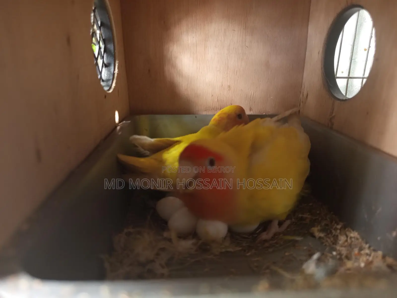 ১ জোড়া লাভবার্ডস ৬ টা ডিম সহ
