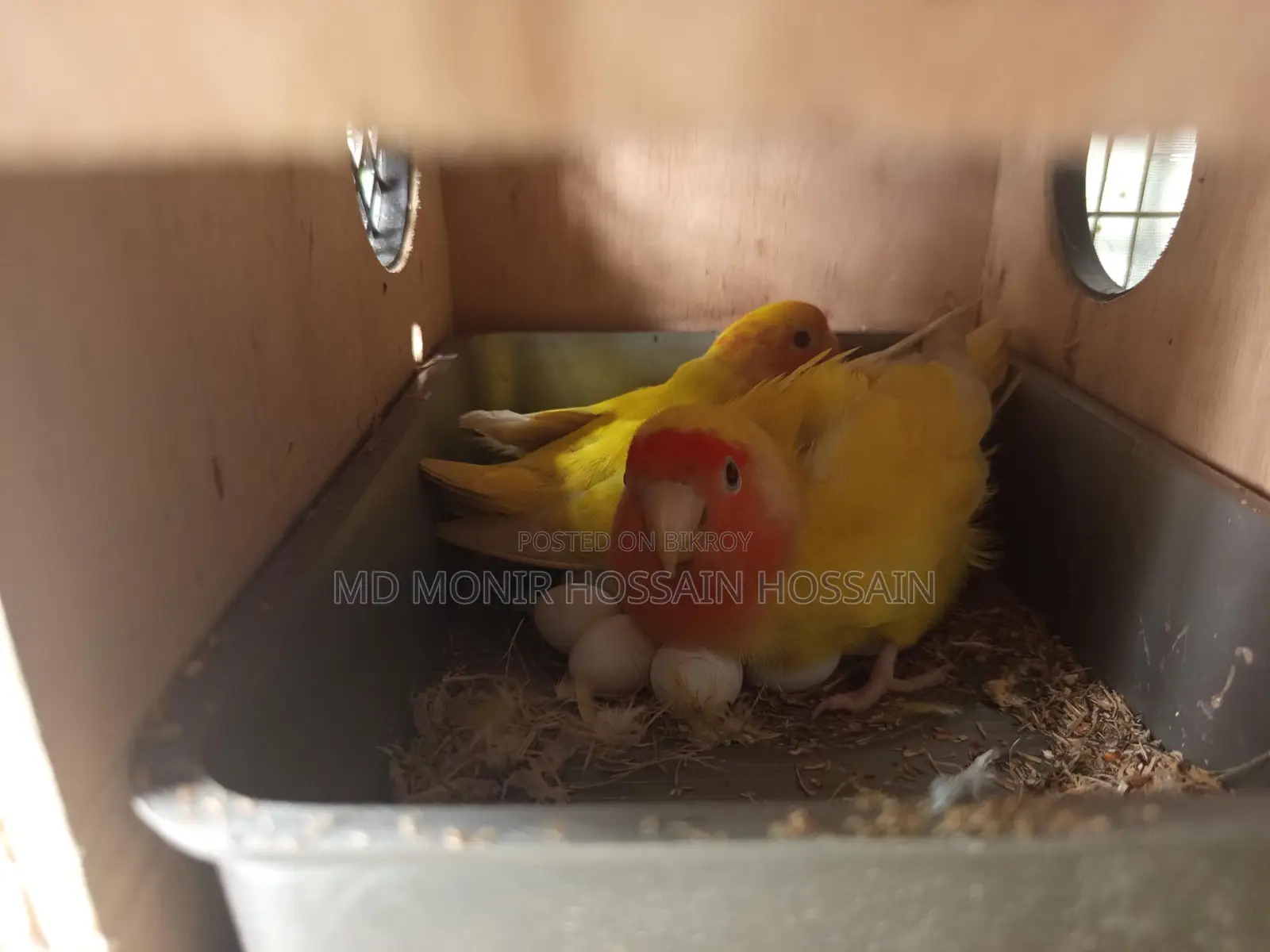 ১ জোড়া লাভবার্ডস ৬ টা ডিম সহ