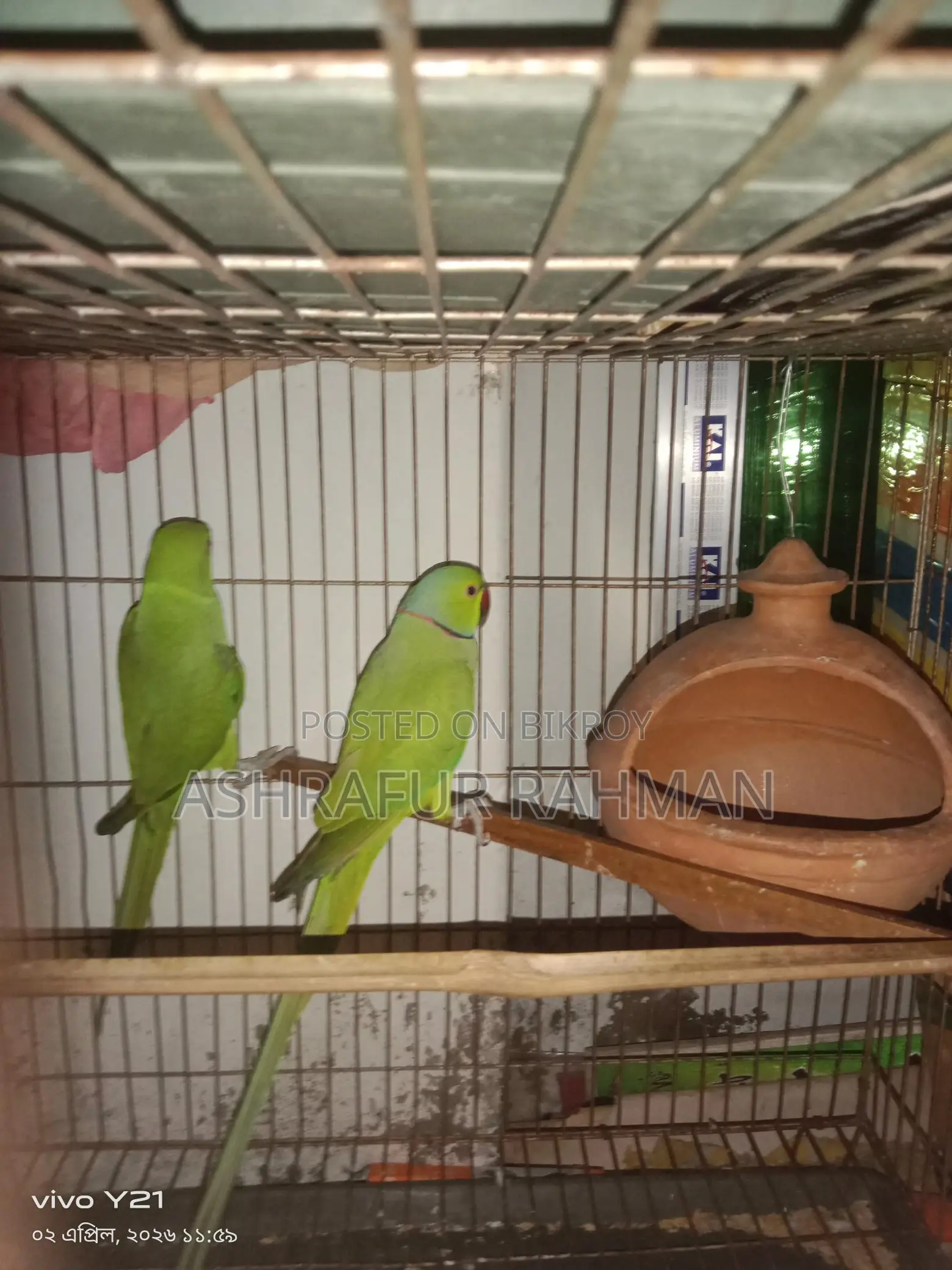 A pair of Ringneck parrots