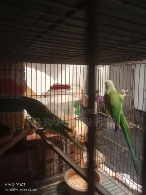 A pair of Ringneck parrots