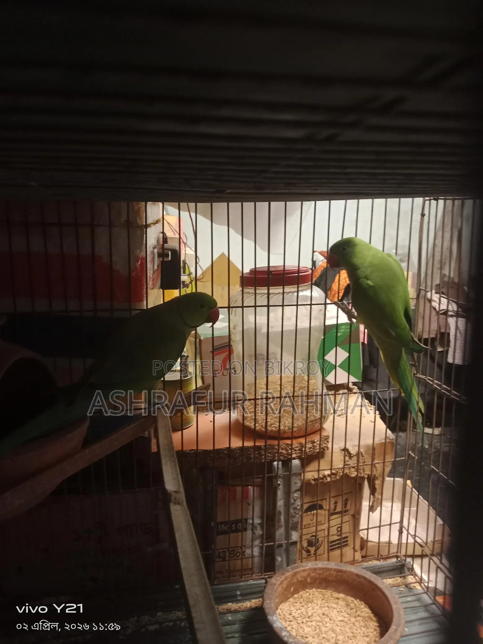 A pair of Ringneck parrots