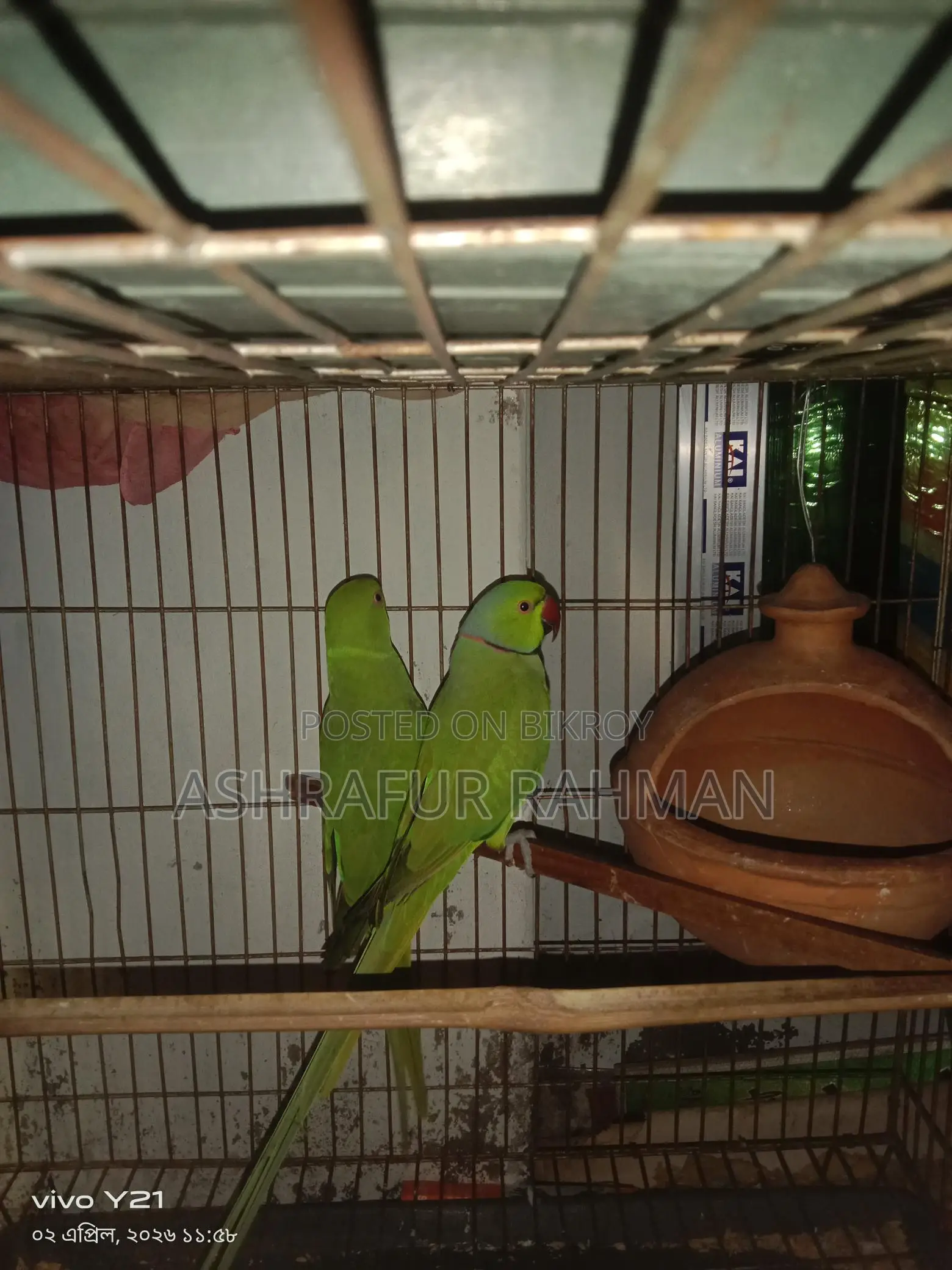A pair of Ringneck parrots