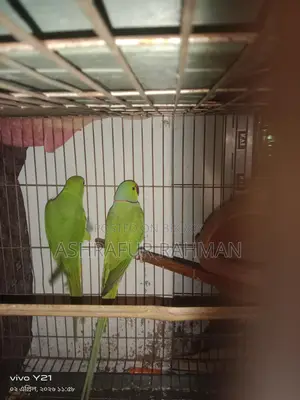 A pair of Ringneck parrots