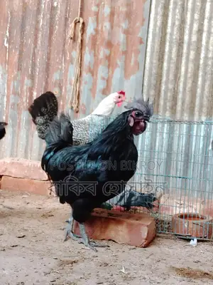 কাদাকনাথ মোরগ
