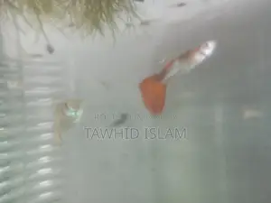 গাপ্পি মাছ