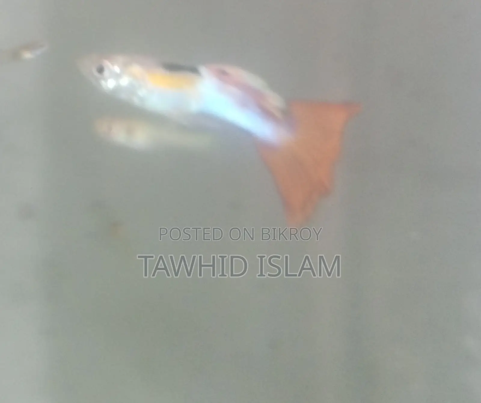 গাপ্পি মাছ