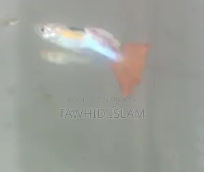 গাপ্পি মাছ