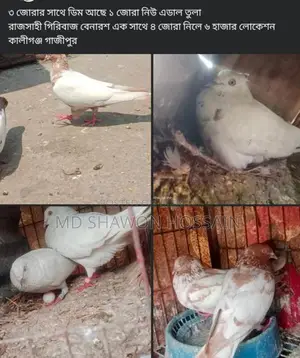 4 pairs of pigeons for sale, running with eggs