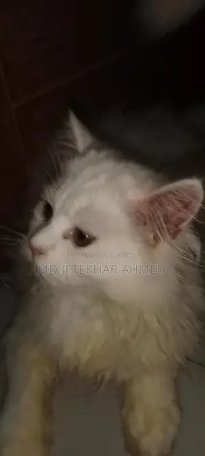 Cute cat