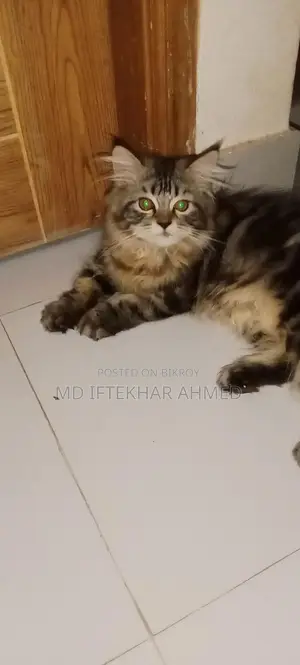Cute cat