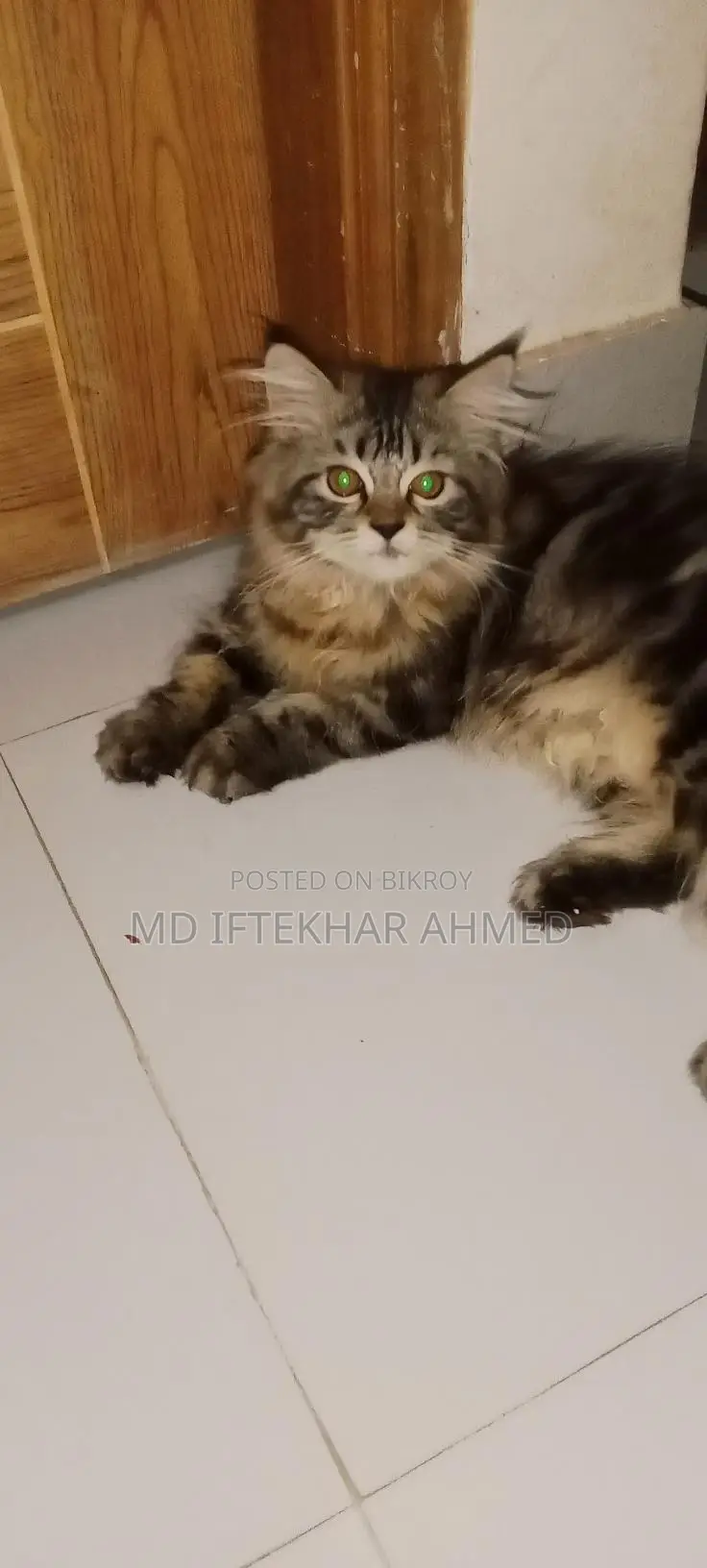 Cute cat