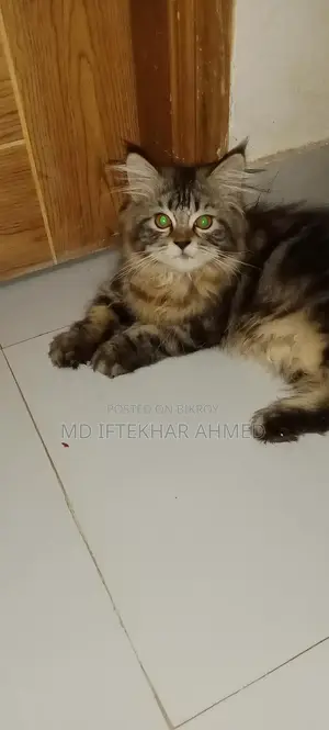 Cute cat