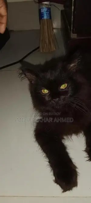 Cute cat