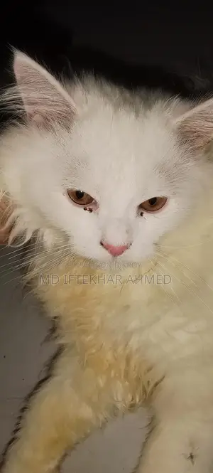 Cute cat