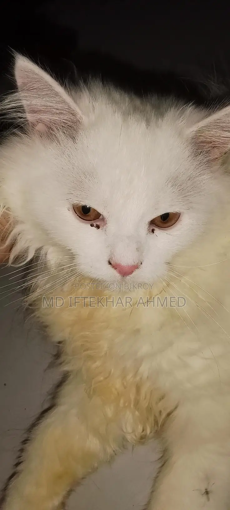 Cute cat