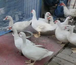 সাদা চিনা হাঁস