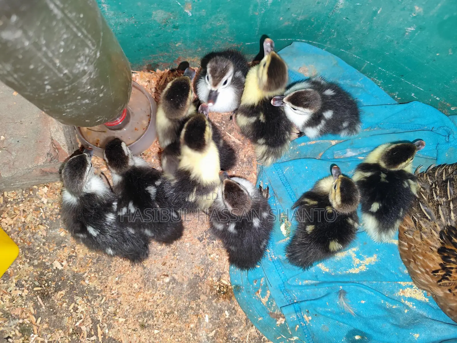 Chinese Ducklings