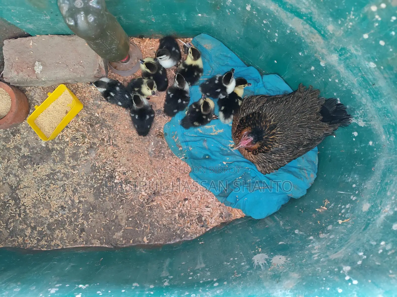 Chinese Ducklings