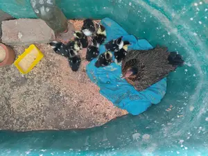 Chinese Ducklings