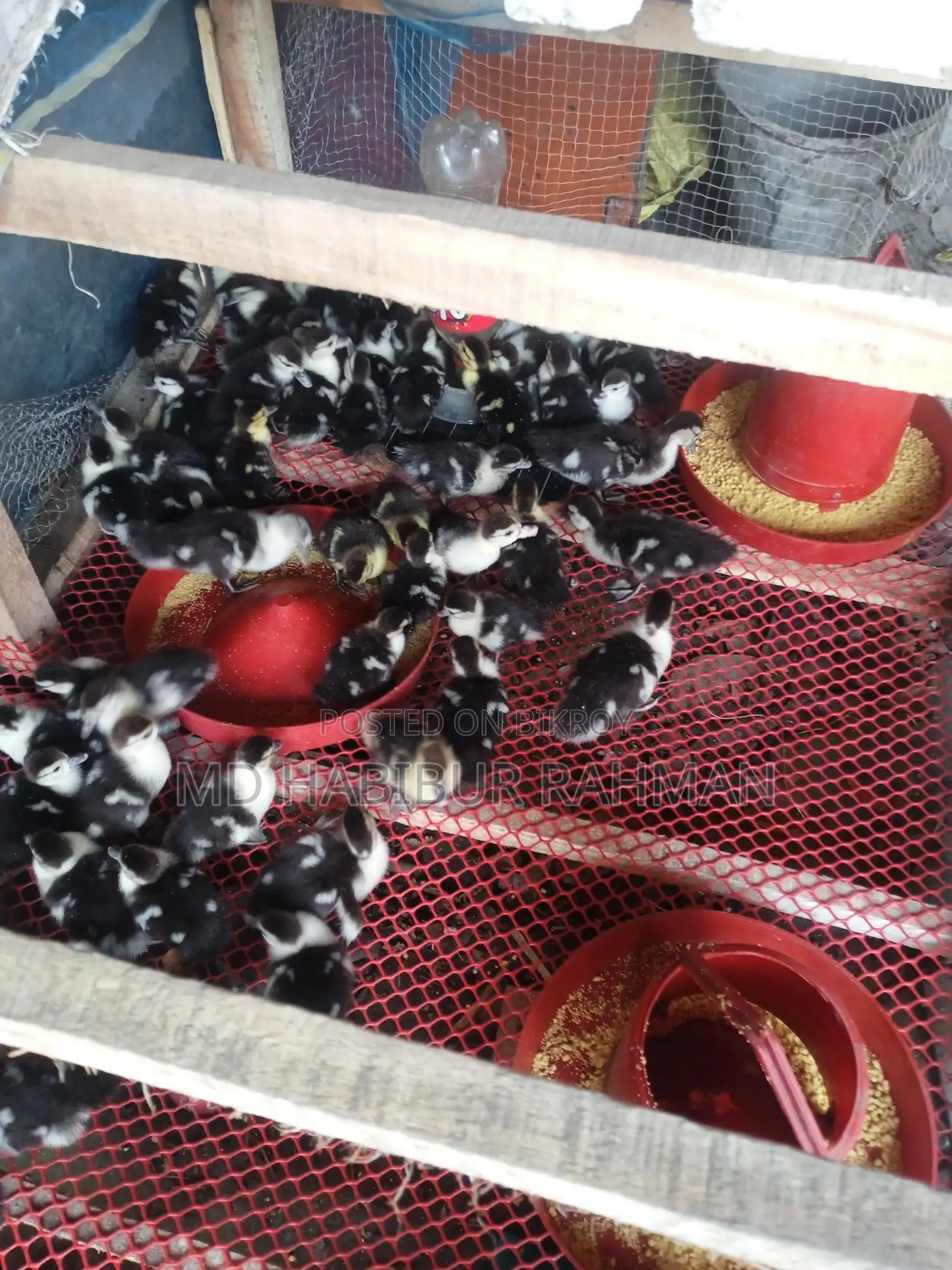 Muscovy Ducklings for Sale