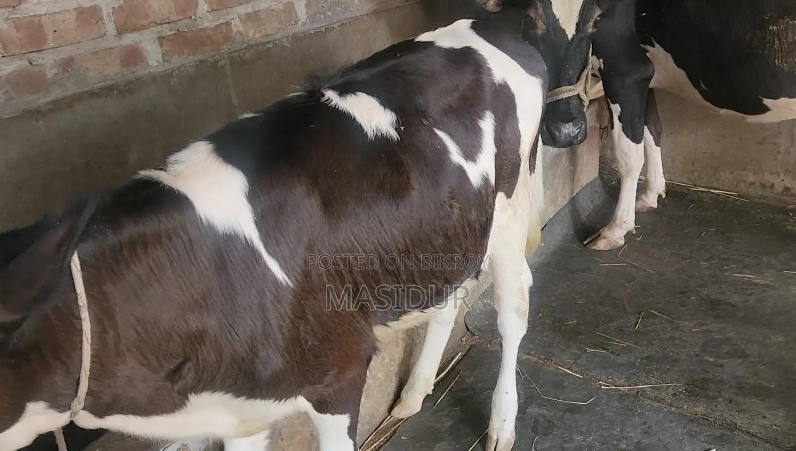High-Quality Australian Female Calf for Sale