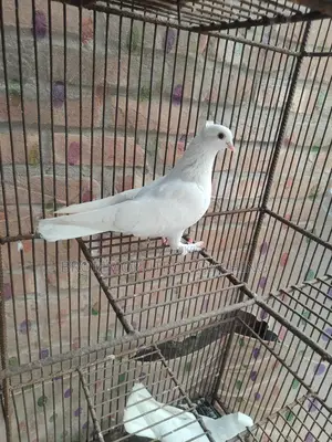 Running Kagoji Female Pigeon