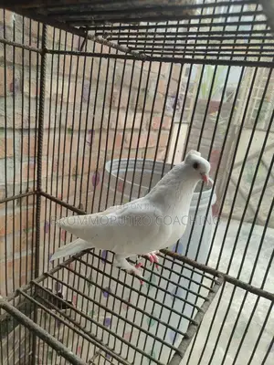 Running Kagoji Female Pigeon