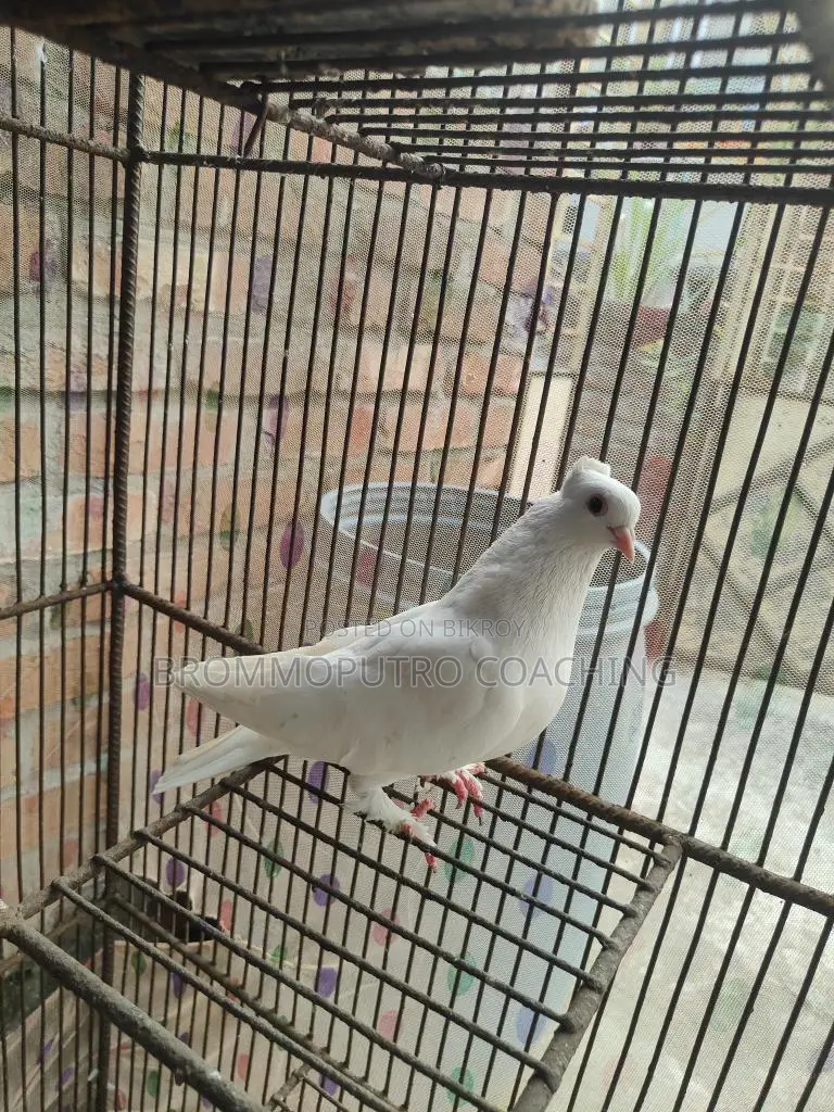 Running Kagoji Female Pigeon