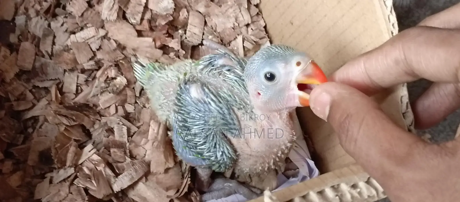 Indian Ringneck Parrot Baby for Sale