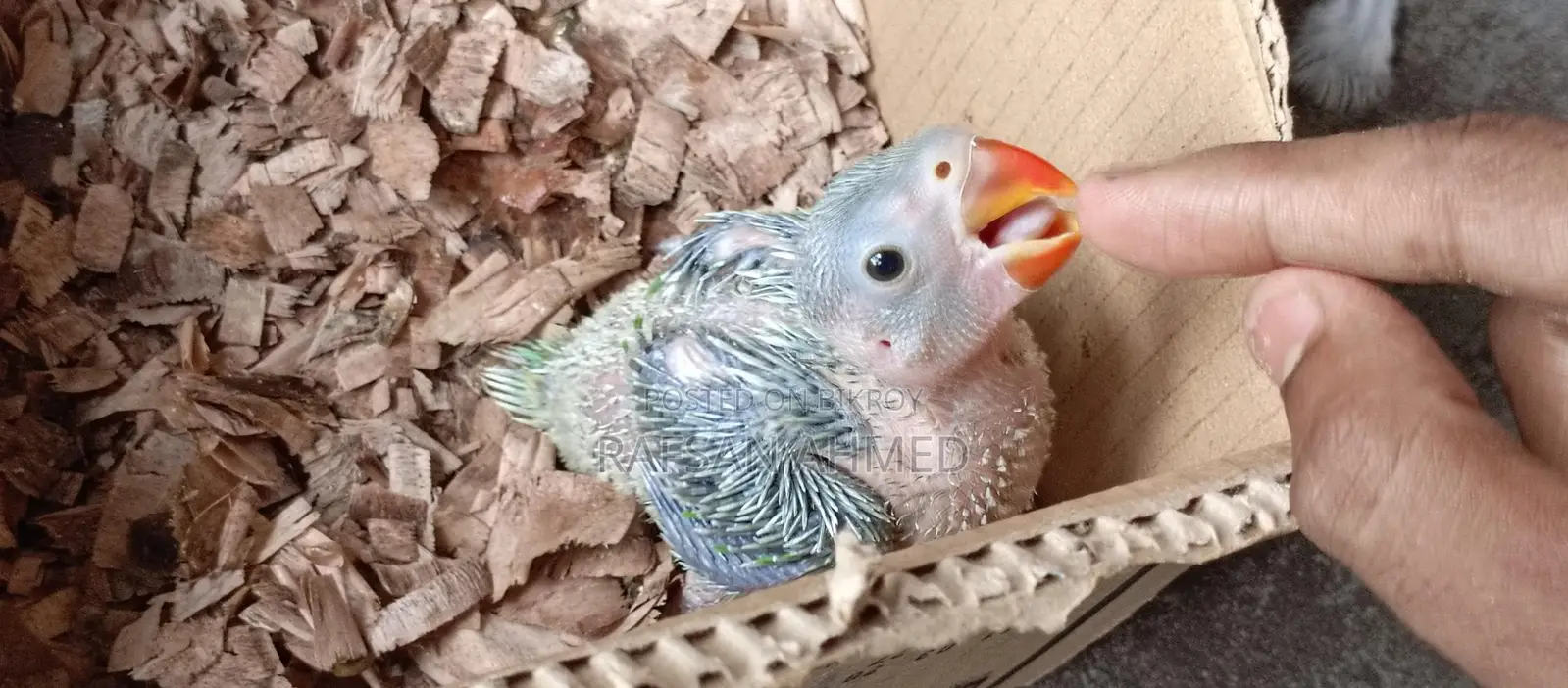 Indian Ringneck Parrot Baby for Sale