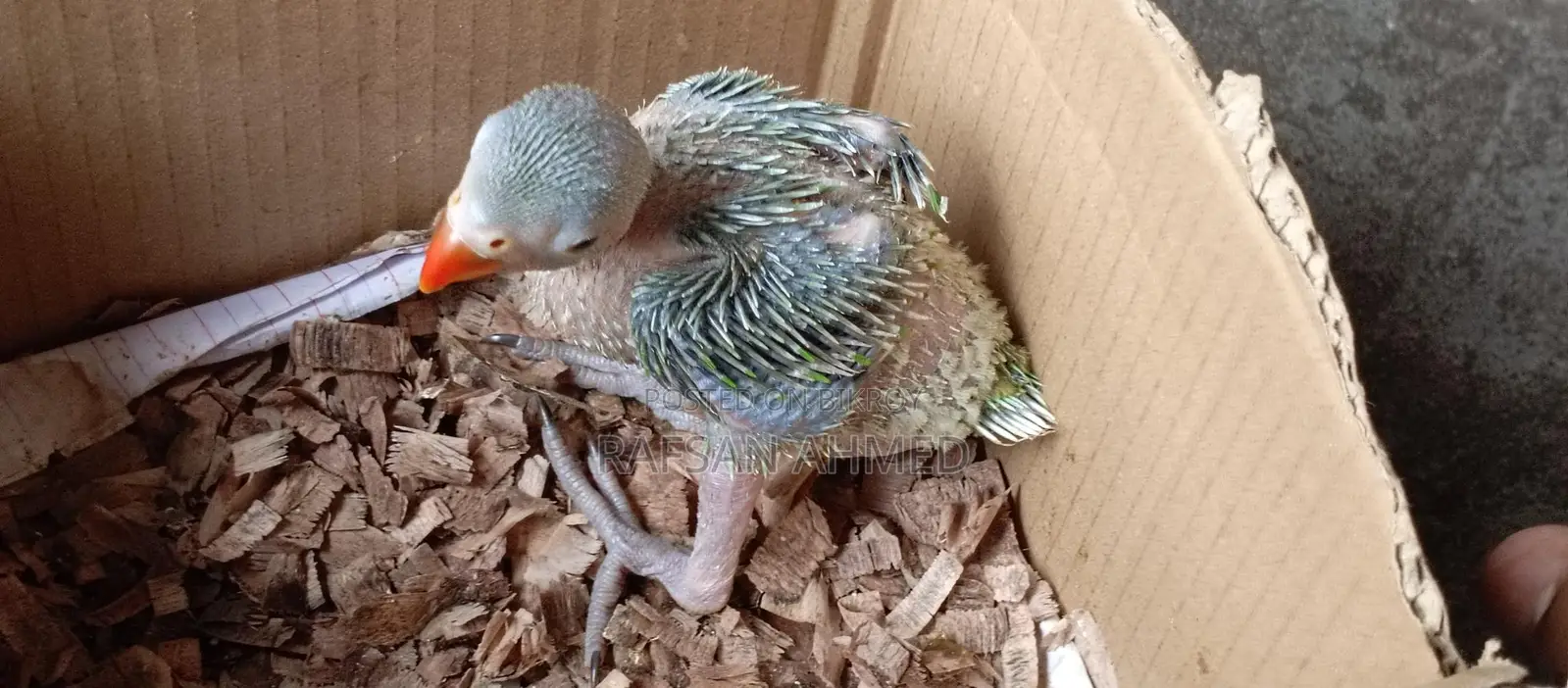 Indian Ringneck Parrot Baby for Sale