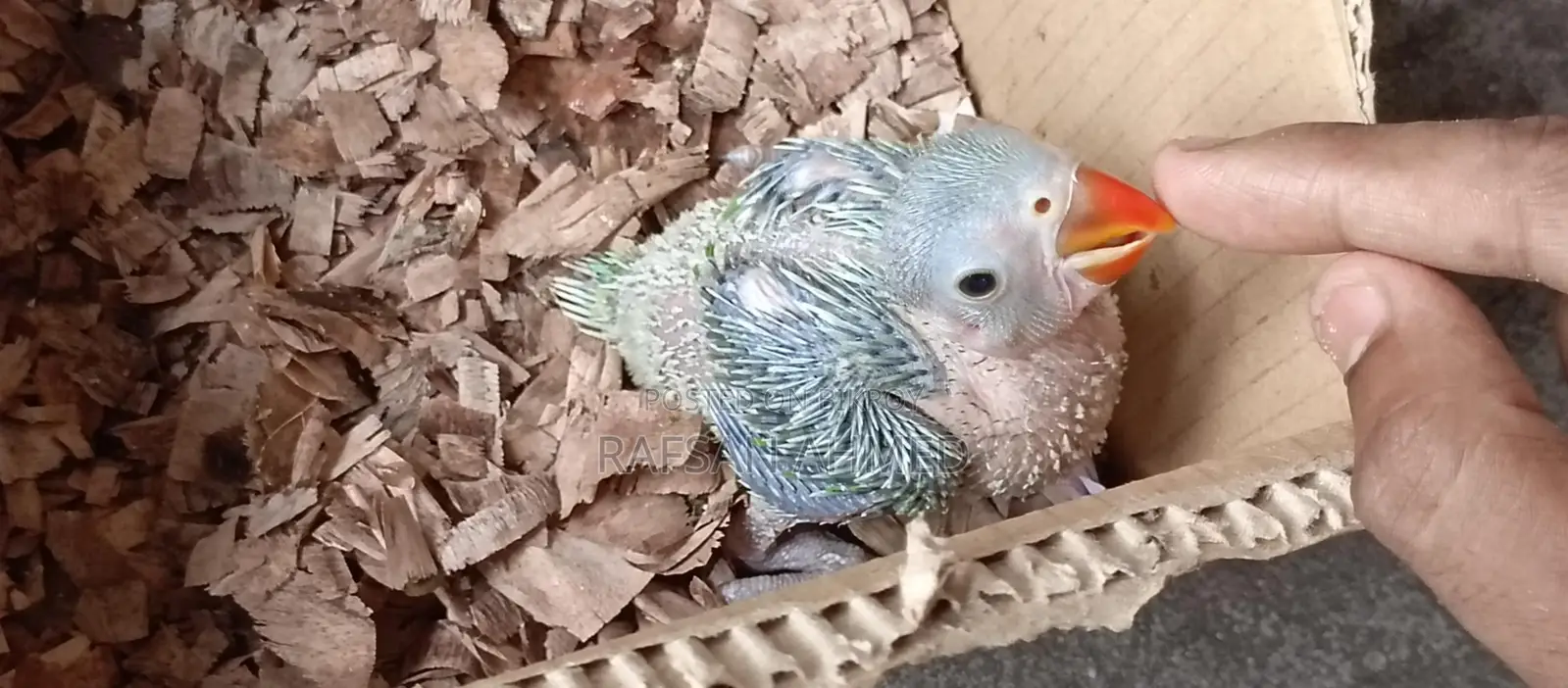 Indian Ringneck Parrot Baby for Sale