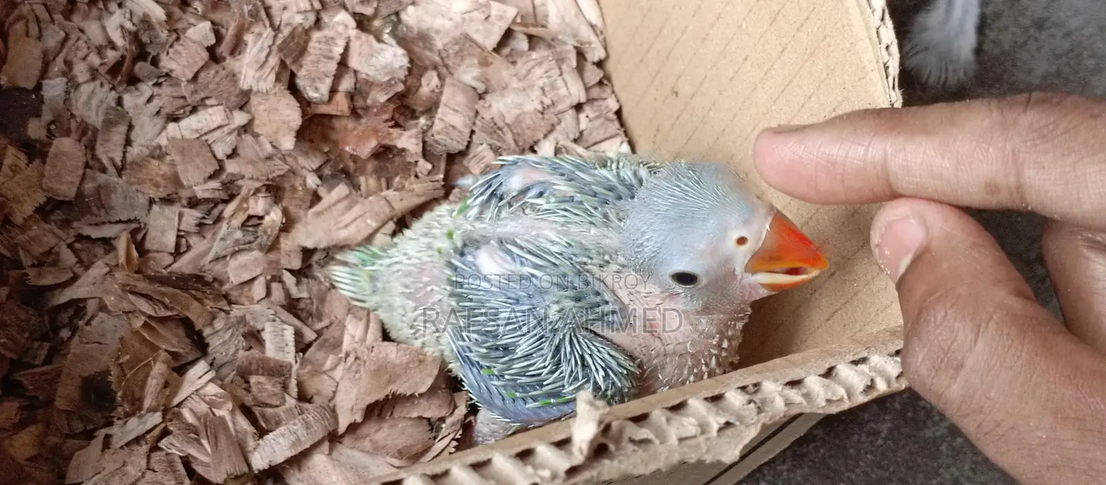 Indian Ringneck Parrot Baby for Sale