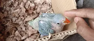 Indian Ringneck Parrot Baby for Sale