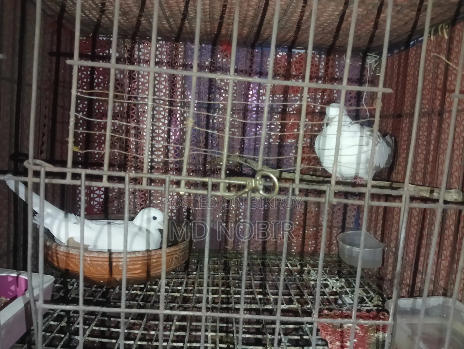 Selling this pair of doves