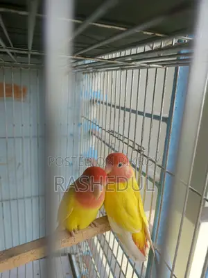 Red Headed Lutino Adult Pair