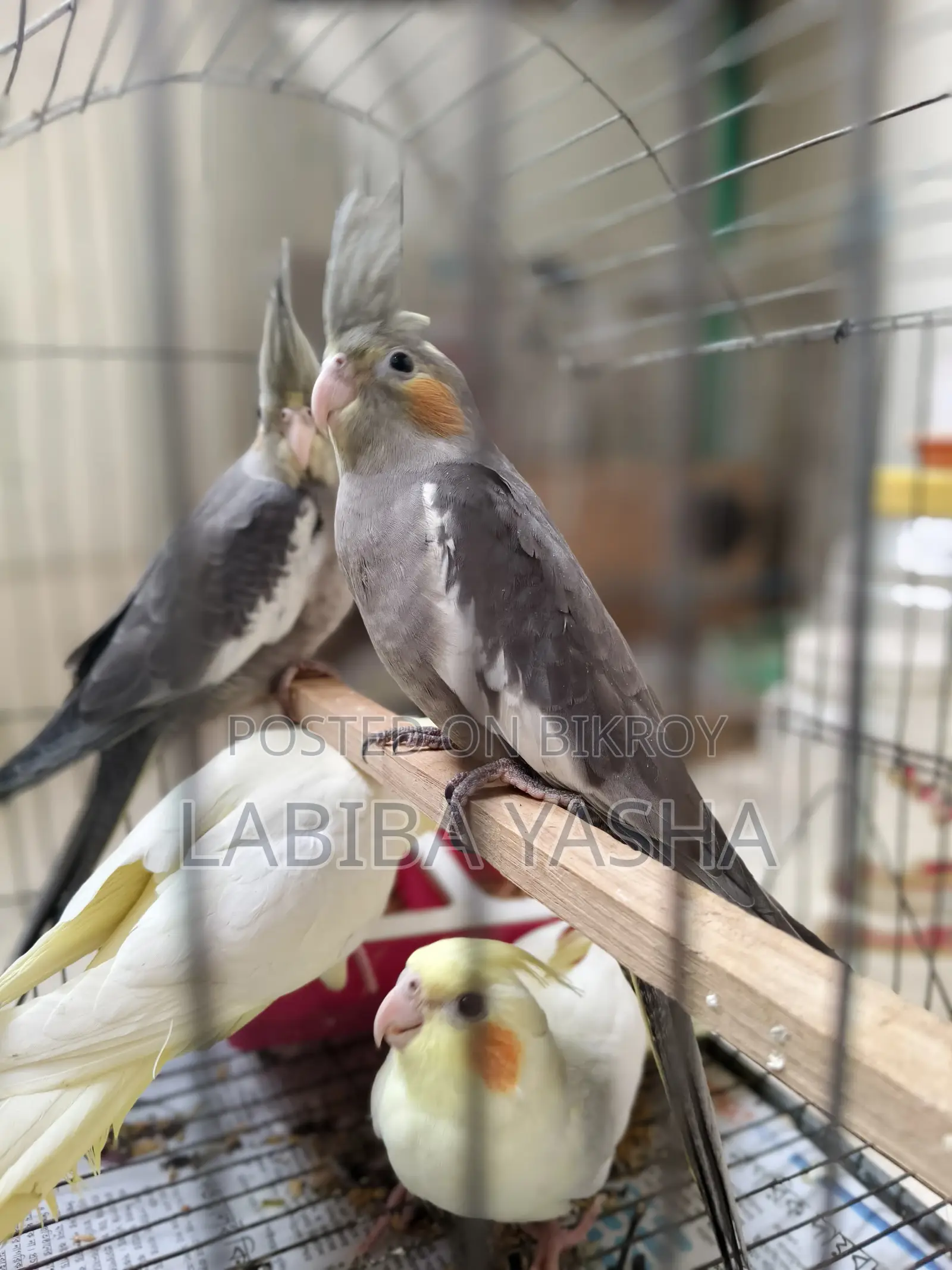 Cockatiel