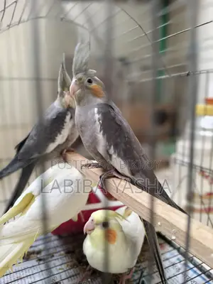 Cockatiel