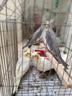 Cockatiel
