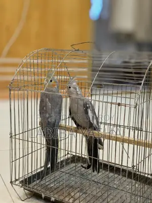 Cockatiel
