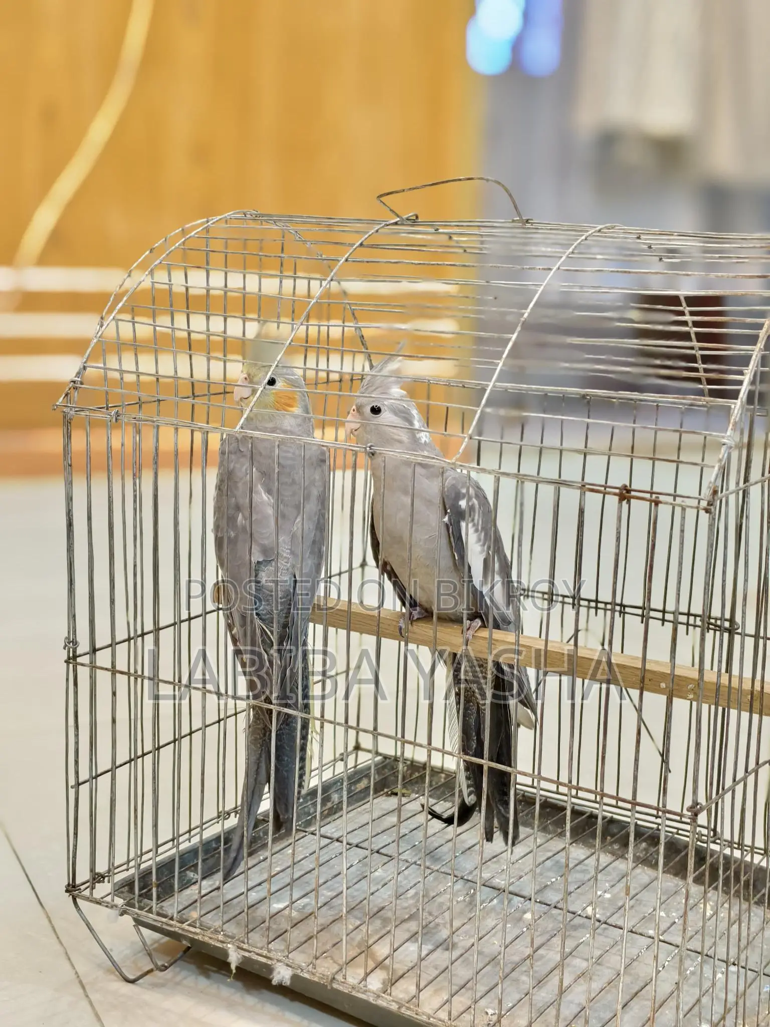 Cockatiel